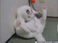 funny cat