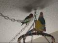 Why I don't own more than one Lovebird