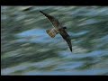 Peregrine Falcon Tribute