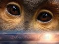 Orangutans - Keep Holding On - Thumb #1