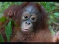 Orangutans - Keep Holding On Orangutans - Keep Holding On