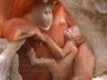 Orangutans - Keep Holding On
