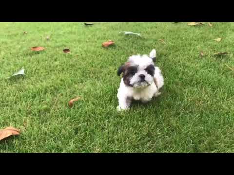 Meet Bella Luna. This baby is an adorable show quality bred imperial Shih Tzu