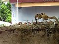 Squirrel Walking on Glasses pased on a wall