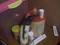 Ratty playtime Ratty playtime