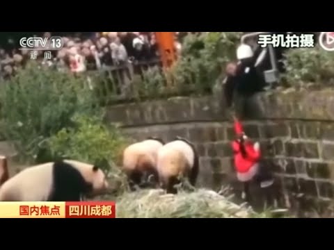 Chengdu/China: Tierpfleger rettet Kind aus Pandageh ...