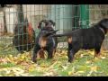 Beauceron du Fond des Camps - Chiots de Voltane du Murier de Sordeille et Balto_1