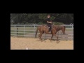 Cheyenne Missouri Foxtrotter Stute