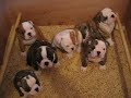 chiots bulldog anglais nés le 03/10/08 a 39 jours