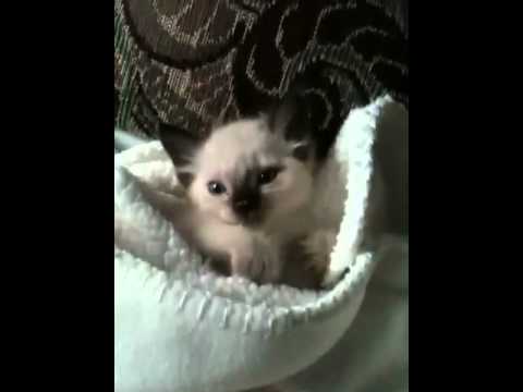 siamese yawn