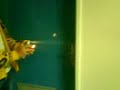 Bombe de teinture + Feu