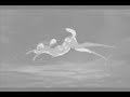 Bambi and his mother: How to save a life