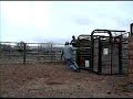 Nyx2 - Weanling Bull