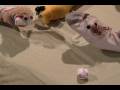 videos de SOCKer