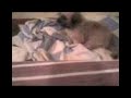 mis perritas mis perritas