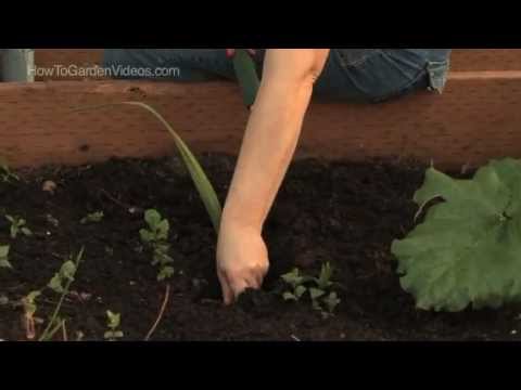 how to harvest shallots