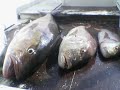 Big Game Fishing