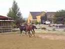 Sonni yearling canter