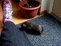 videos de Puk0020