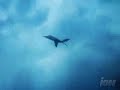 The Offspring - Hammerhead
