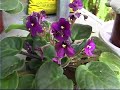 Growing African Violets