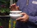 Growing African Violets