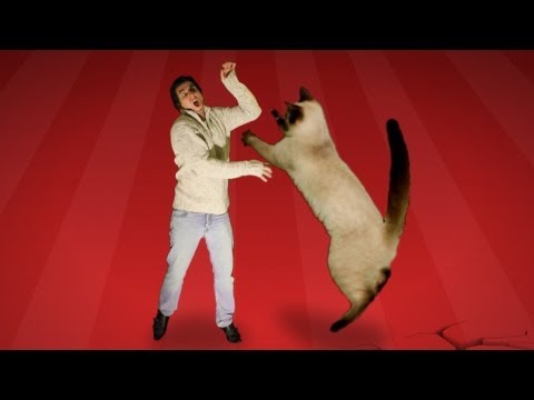 Cat Fight