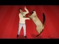 Cat Fight