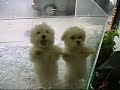 Salsa Dancing Dogs Salsa Dancing Dogs