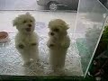 http://www.davemaster999.ning.com !!
salsa dancing dogs !!
please subscribe !!