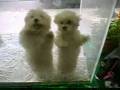 Salsa Dancing Dogs