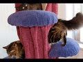 Kate, the most beautiful Maine Coon ever born