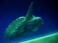 Sun Fish