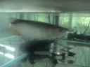 new video my red tail golden arowana