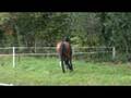 epsom gesmeray stallion beligneux haras paddock