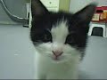 vid�o de mon chaton losqu'il devient fou