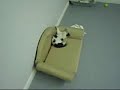 vid�o de mon chaton losqu'il devient fou