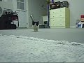 vid�o de mon chaton losqu'il devient fou