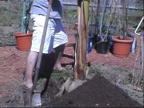 how to replant banana trees
