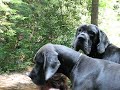 The Dane and the Butterfly