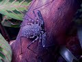 Tanzanian Giant Tailless Whipscorpion (Damon variegatus) Tanzanian Giant Tailless Whipscorpion (Damon variegatus)