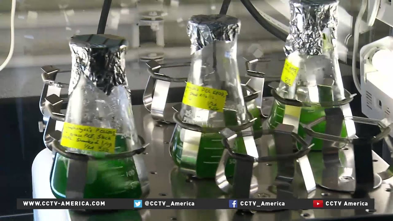 Can Plants teach us how to make Better Solar Panels?