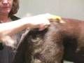 videos de n_chocolatelab.flv