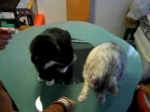 SUPER CATS