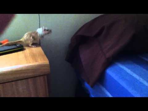 Raton parkour fail !!