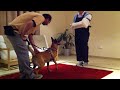 Click here to watch this video Maggie bark and hold sitting down 2
