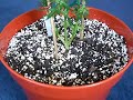 Pure Power Plant Skunk (44 days flowering) Pure Power Plant Skunk (44 days flowering)