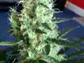 Pure Power Plant Skunk (44 days flowering)