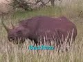 Africa Safari 