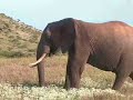 Africa Safari 